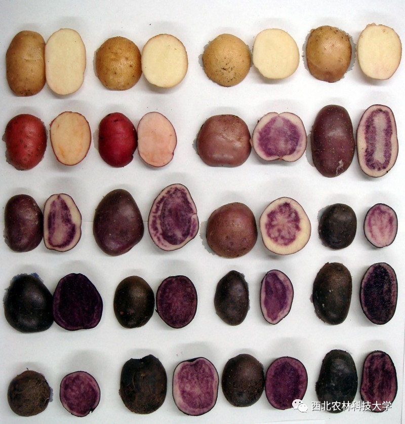 土豆烧牛肉最正宗做法视频,土豆烧牛肉为什么牛肉很硬