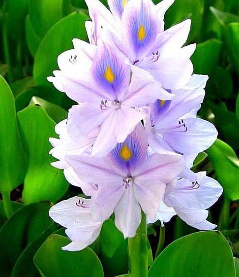 客家人常见的野果,环球客家