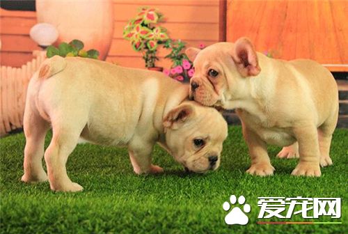 英国斗牛犬和法国斗牛犬哪个好养,法国斗牛犬怎么养比较好