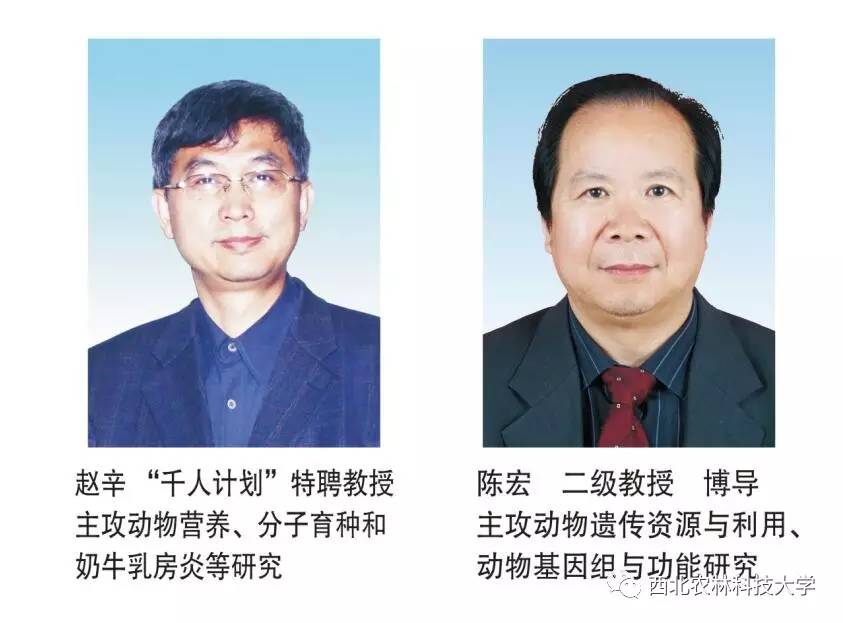 土豆烧牛肉最正宗做法视频,土豆烧牛肉为什么牛肉很硬