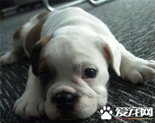 法国斗牛犬怎么人工授精,法国斗牛犬怎么繁育出来的