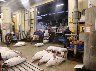 带着24个月小囡十一寸又峡寻密+东京+镰仓伊豆+横渡骏河湾观富士山+附详细交通攻略