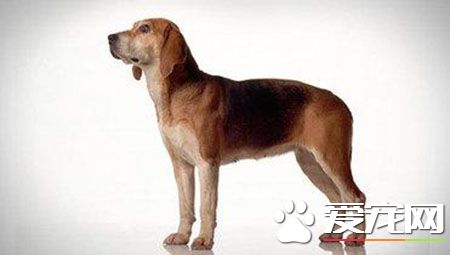 哈利犬与哈士奇犬的区别,哈利犬和比格犬的后代