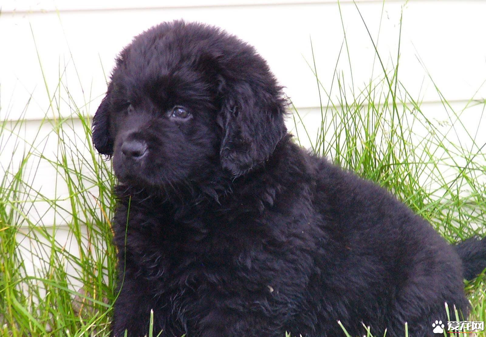 纽芬兰犬真厉害吗,纽芬兰犬性格怎样