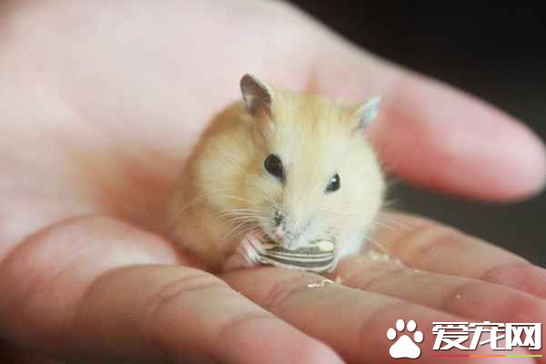 奶茶仓鼠长大的时候长什么样,奶茶仓鼠多大成年