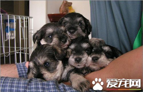 迷你雪纳瑞护食吗,迷你雪纳瑞有立耳吗