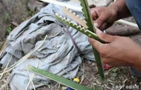 农村大叔自制黄鳝,农村大叔稻田抓黄鳝