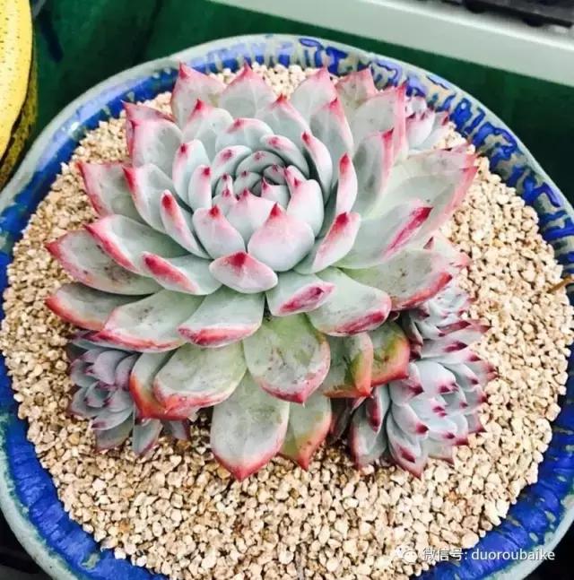 多肉植物服盆之无消耗服盆！