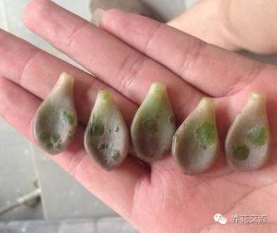 多肉会出现的病虫有哪些,网上刚买的多肉怎样种植怎样养护