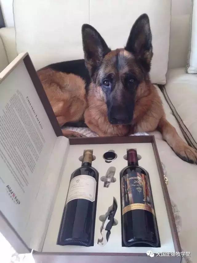 刘阿姨德牧,福多多德牧