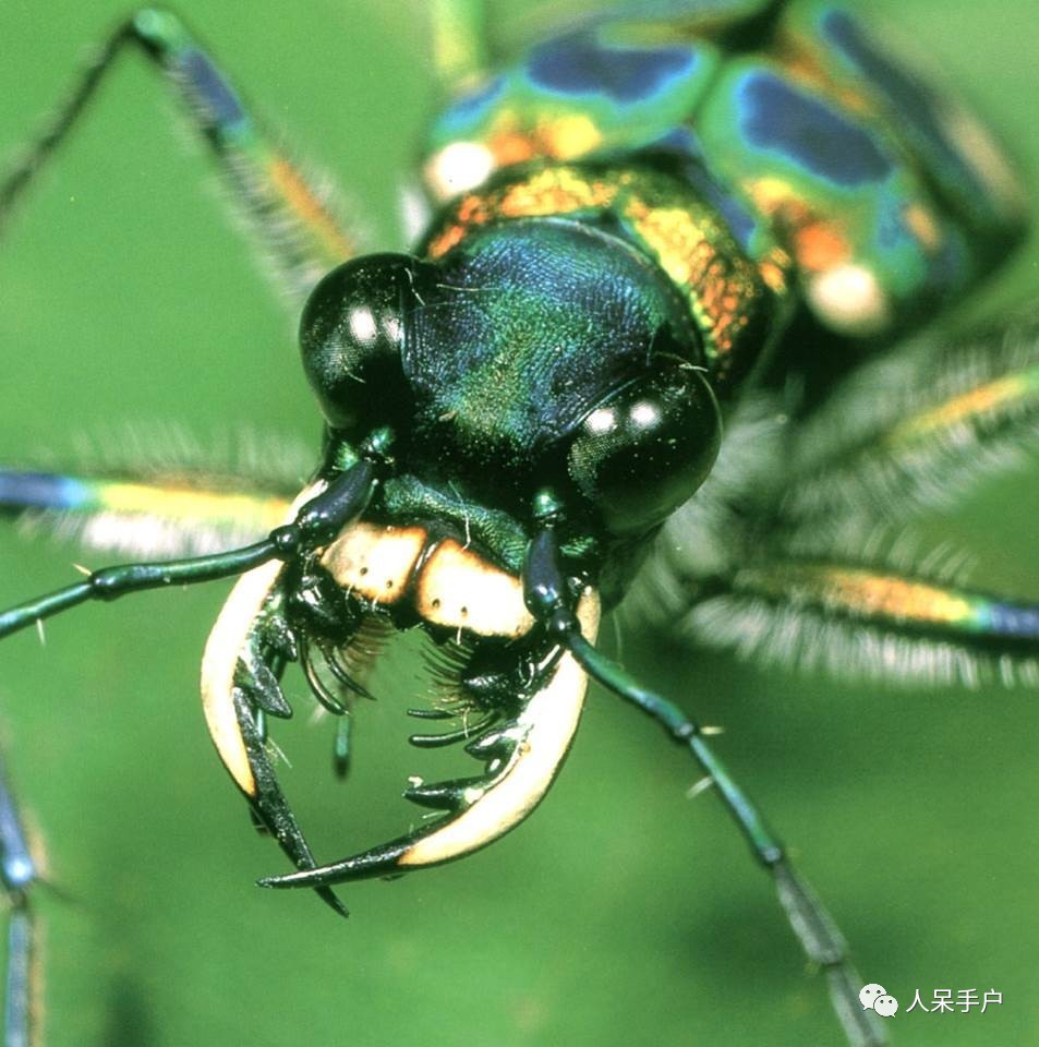 看昆虫各式“大嘴”如何吞天吞地~