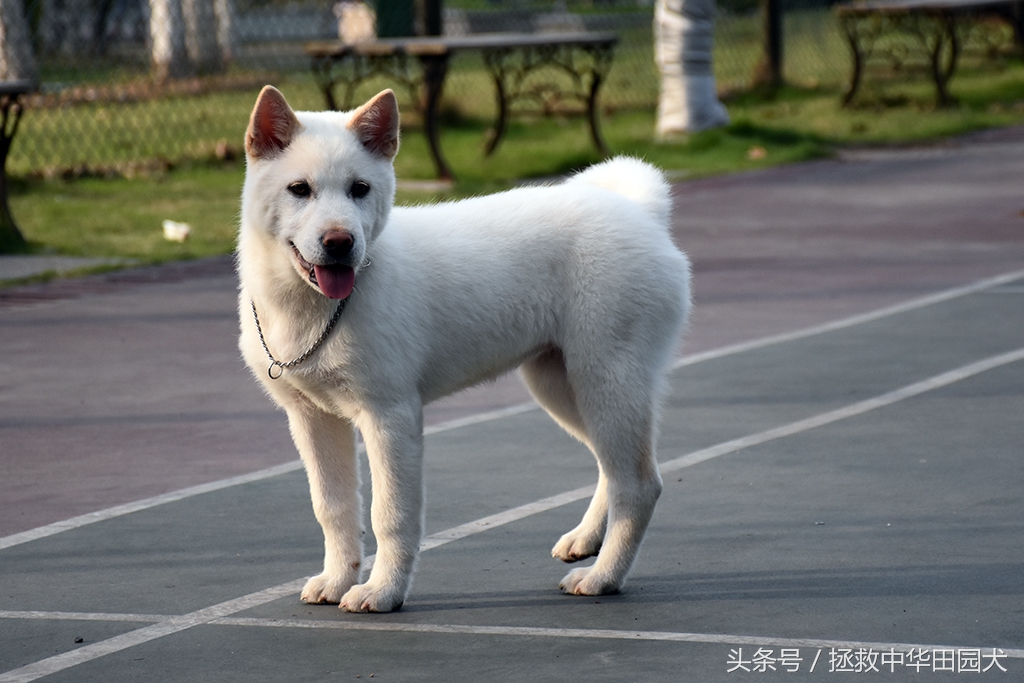 萨摩耶犬的体型和特征,珍岛犬与中华田园犬区别