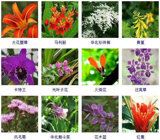 150种花卉大全,108种花卉大全
