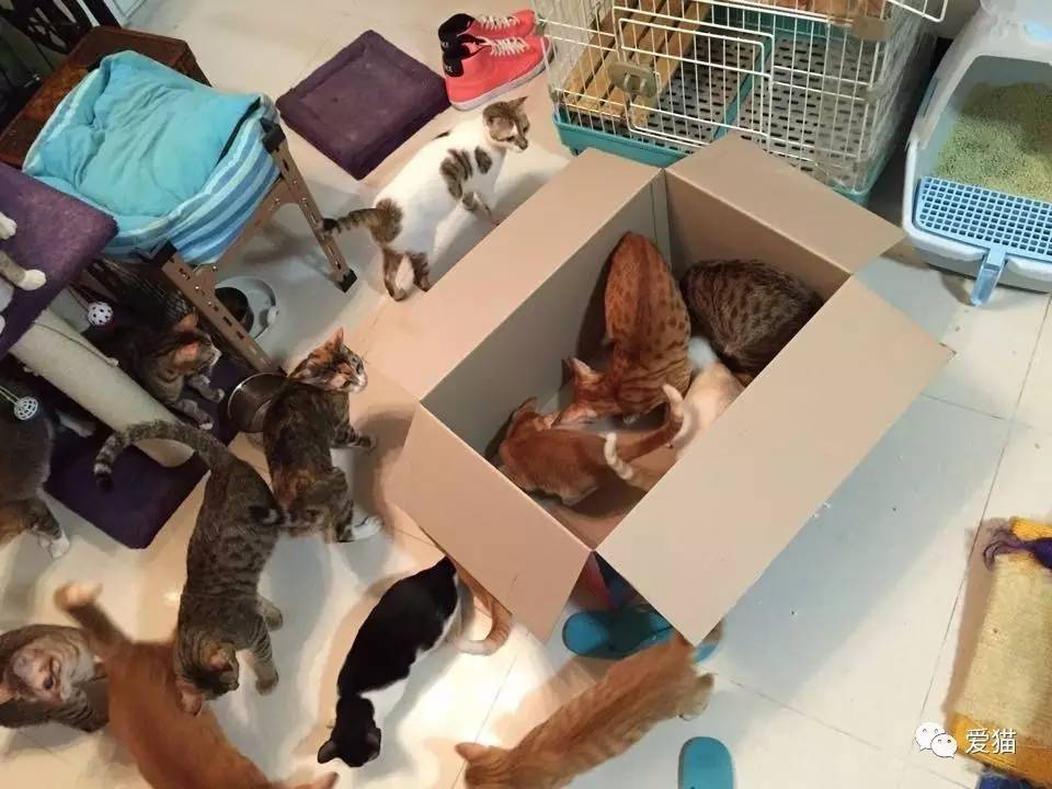 她纹身但她是个好女孩，照顾了20只没人愿意领养的残疾猫咪！