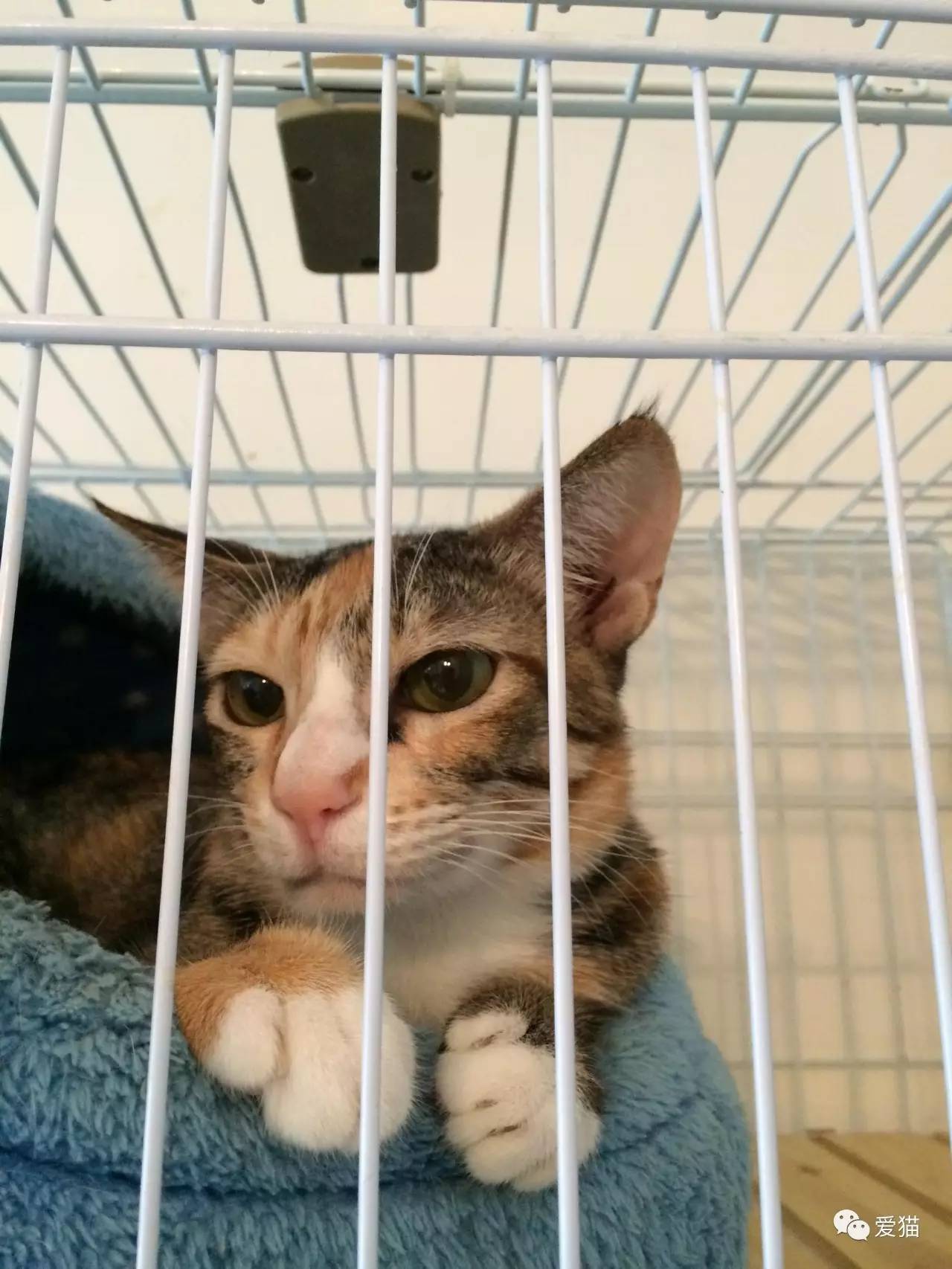 她纹身但她是个好女孩，照顾了20只没人愿意领养的残疾猫咪！