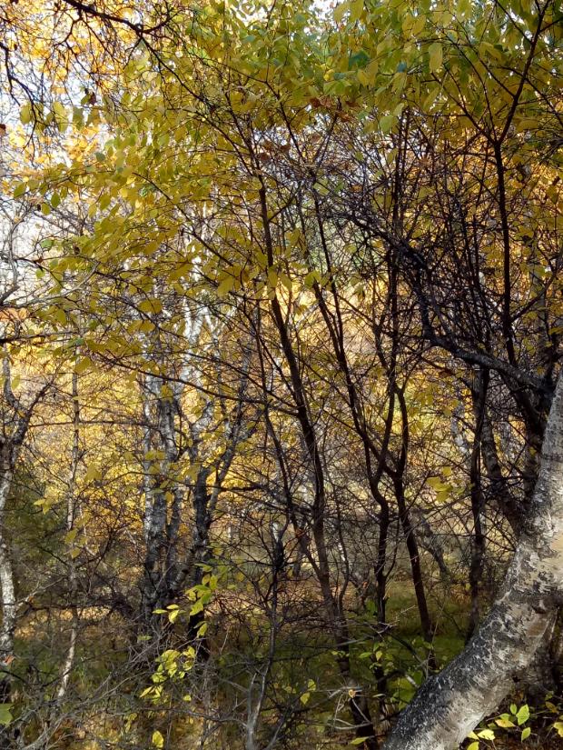 张北天路行,深度还原张北天路