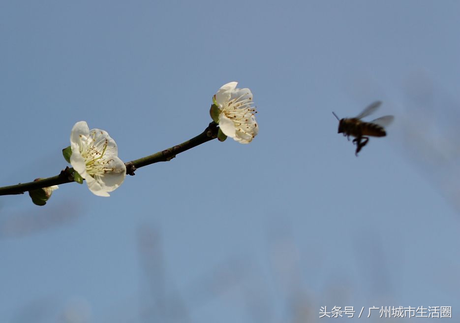 从化石门香雪公园梅花,萝岗香雪公园梅花