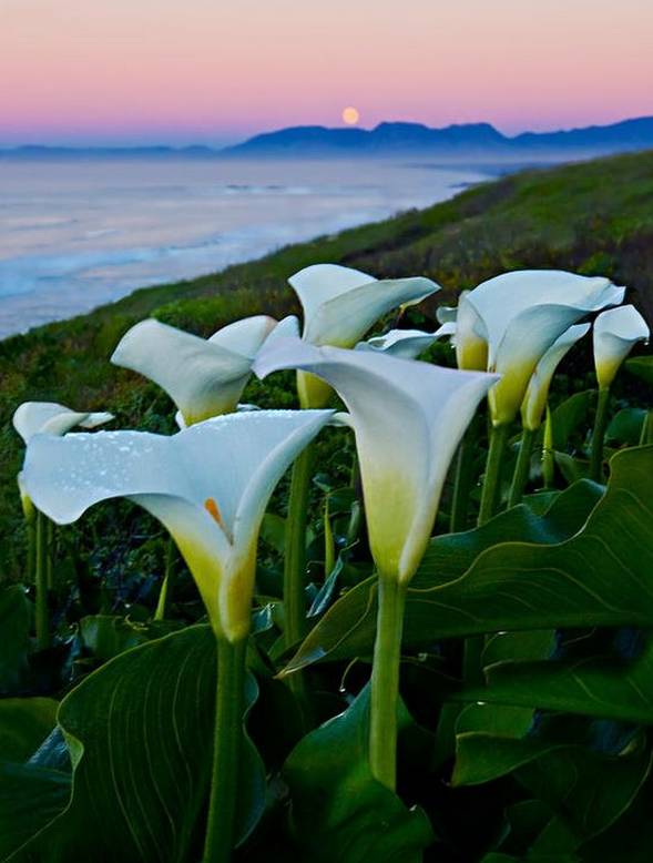 涓浗鍥借姳澶ц祻鍥剧墖,鍥借姳澶ц祻浜氭床鍥剧墖