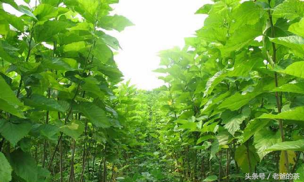 柳树枝如何治脚气,根治脚气的树枝