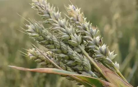 山东济南什么菜最出名,山东济南农村特色菜