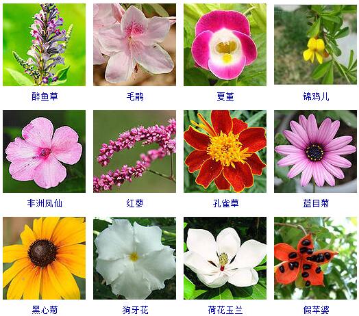 150种花卉大全,108种花卉大全