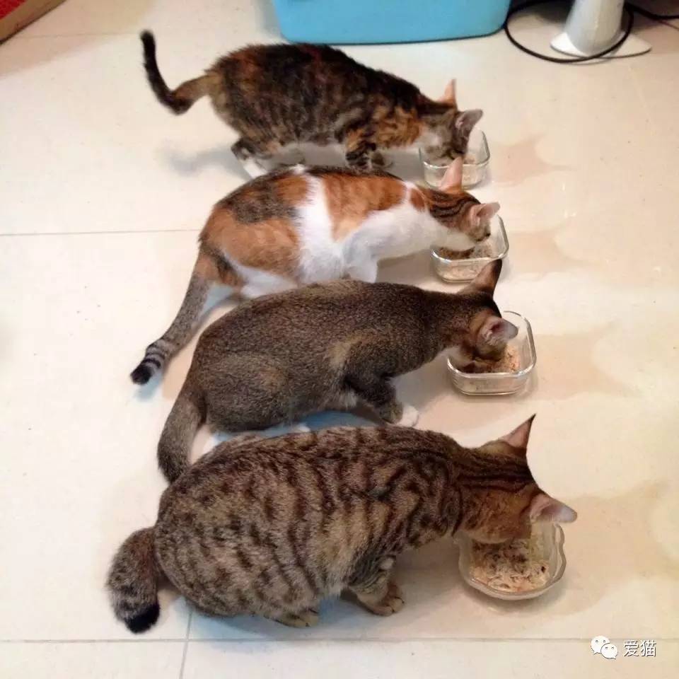 她纹身但她是个好女孩，照顾了20只没人愿意领养的残疾猫咪！