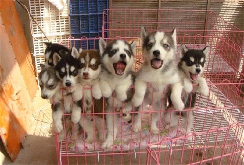 终于相信几十块买到哈士奇了,家中一窝狗崽被奶奶50一只贱卖了