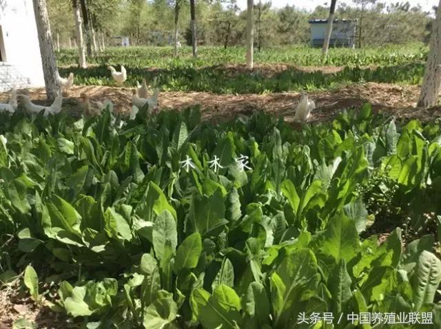 柴鸡是什么品种的鸡,最好的柴鸡品种是什么鸡