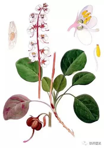 张学文讲丹参,大国医张学文验方集锦