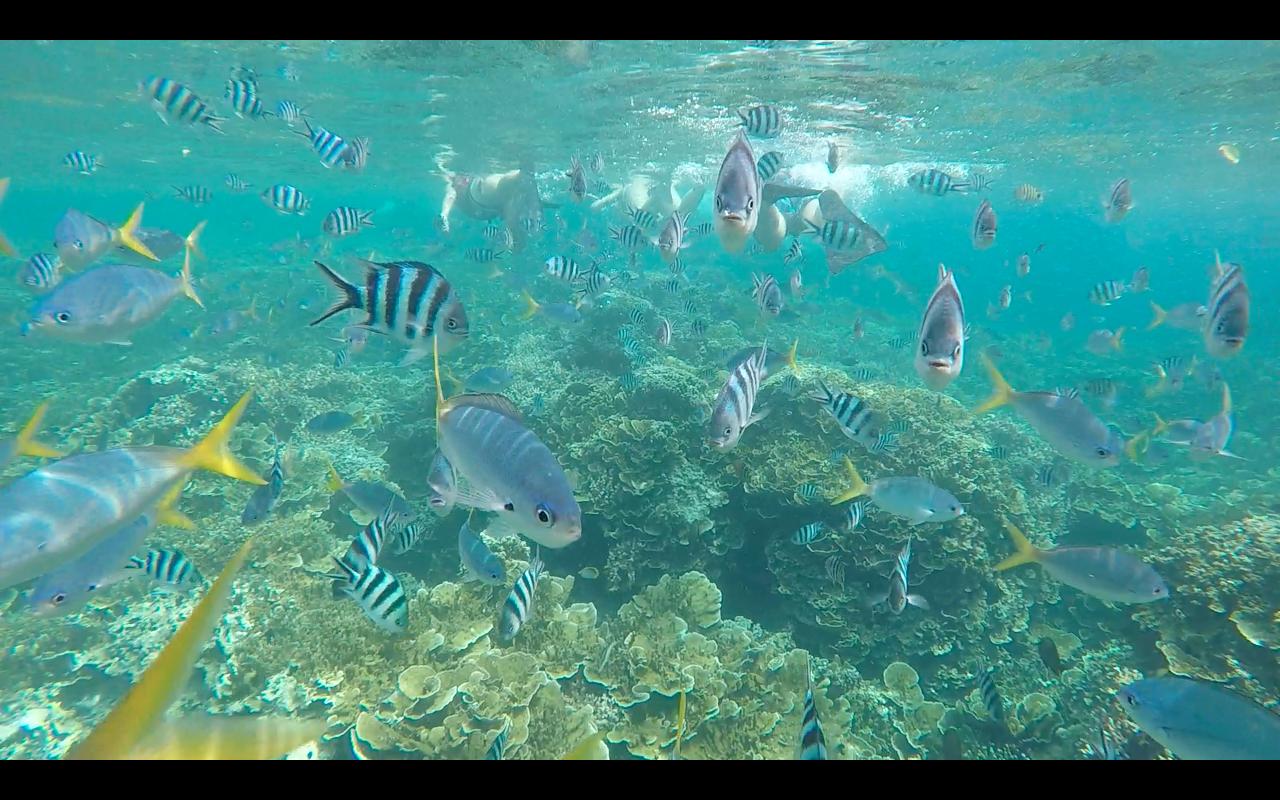 帕劳旅行攻略大全图文,帕劳旅行攻略图文大全