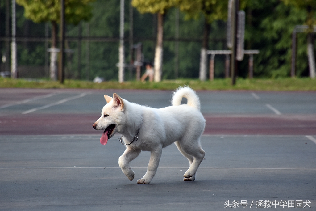 萨摩耶犬的体型和特征,珍岛犬与中华田园犬区别