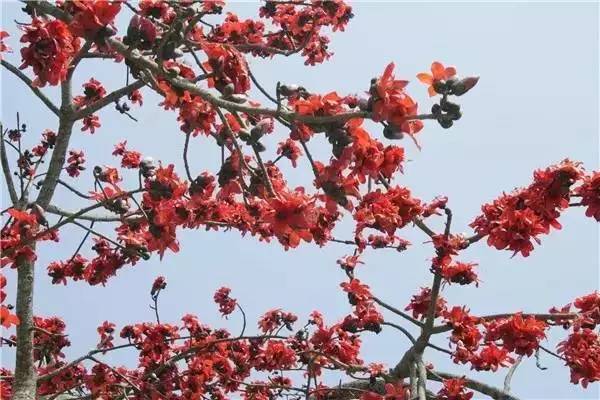 中国各大城市的市花分别是什么,吉林省省会长春市市花是什么