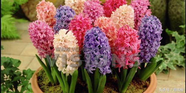 水培葡萄风信子烂根,水培风信子如何处理