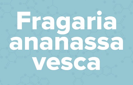 苹果的英文不是apple,苹果的英文发音是apple还是apple