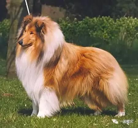 苏牧幼犬和喜乐蒂幼犬的区别,苏牧犬和喜乐蒂的区别