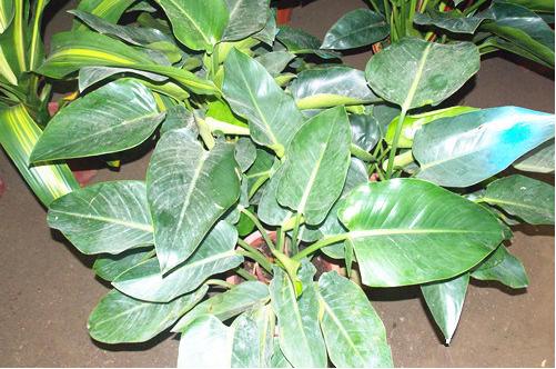 绿钻叶子发黑发烂怎么办,绿钻水培叶子发黄