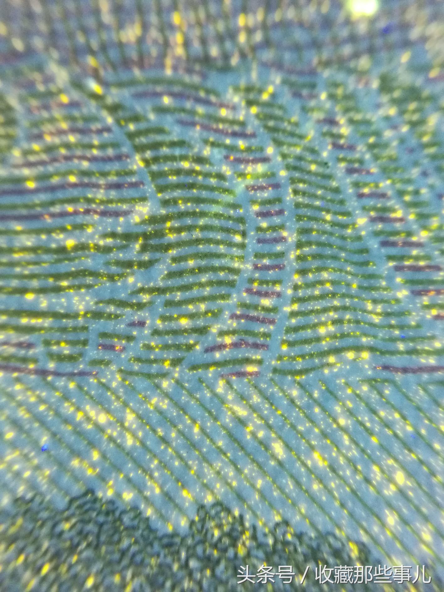 991背金沙荧光币,991荧光品种