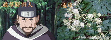 火影忍者忍刀七人众的武器图片,火影忍者忍刀七人众简介