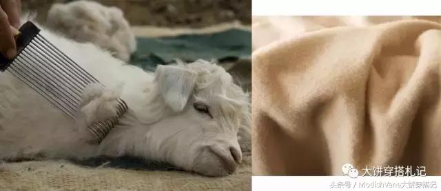 羊毛羊绒有什么区别,羊毛羊绒怎么选择