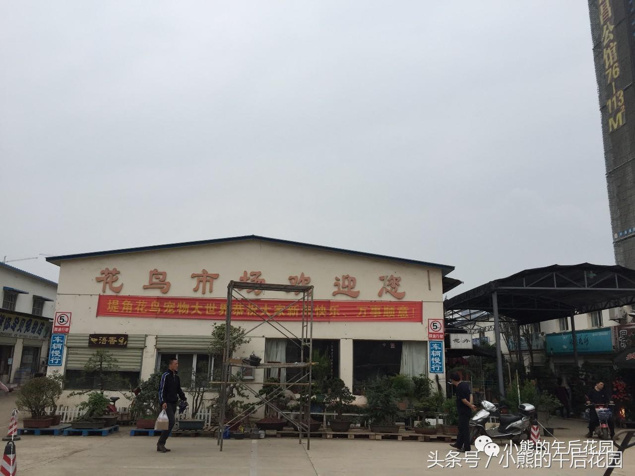 二零一六,多肉大事记