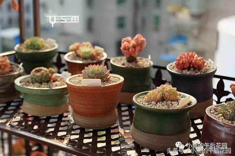 二零一六,多肉大事记