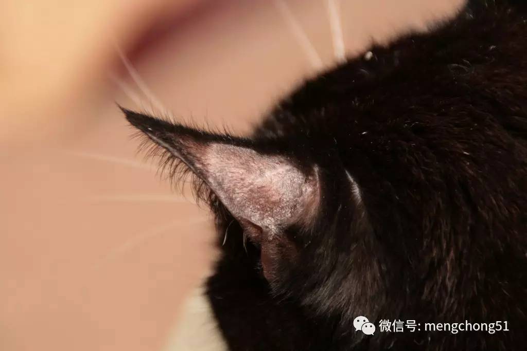 家有猫癣怎么消毒,家猫得了猫癣怎么预防传染人