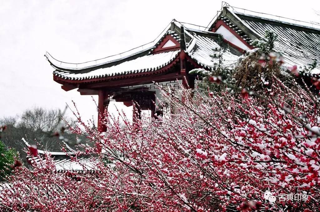 青江梅花香雪海,香雪海梅花国画