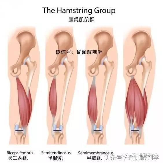 大腿后侧拉伤了怎么办快速缓解,大腿后侧拉伸筋疼怎么回事
