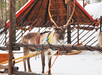 北欧雪中漫步芬兰,北欧四国游丹麦瑞典挪威芬兰