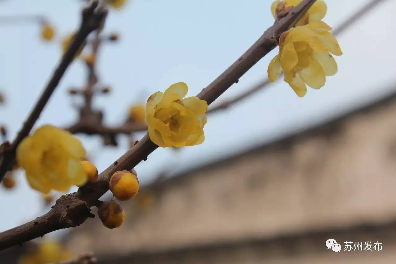 网师园里访腊梅:香密染成宫样黄……