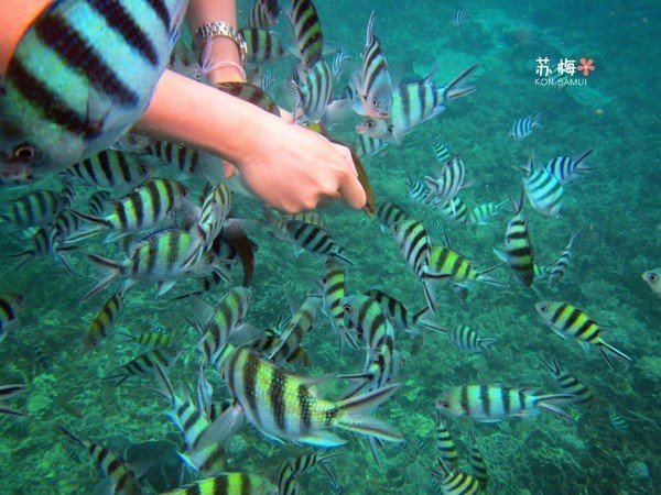 难忘蜜月结局,苏梅岛蜜月旅行