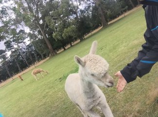 新西兰房车15天攻略,房车旅行记新西兰