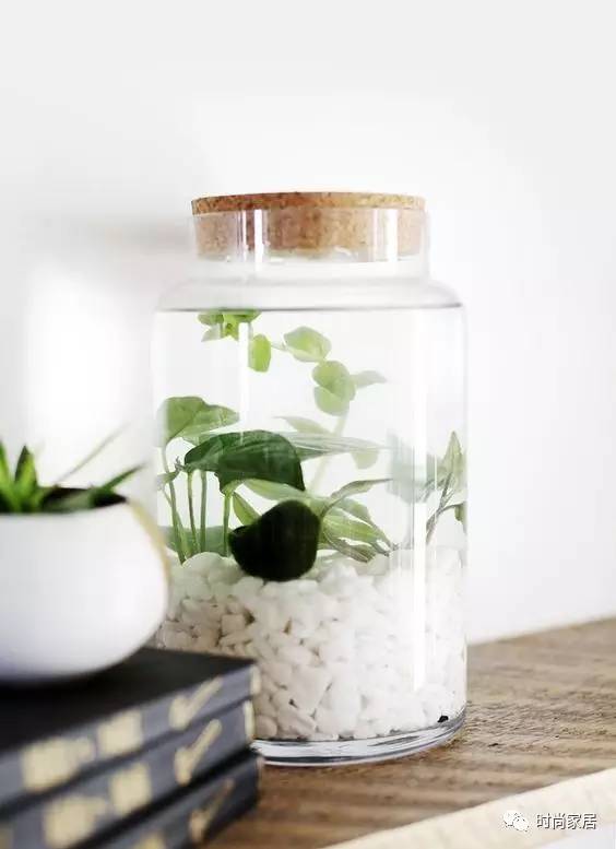 空气加湿器适合养什么绿植,这几种植物加湿效果堪比加湿器