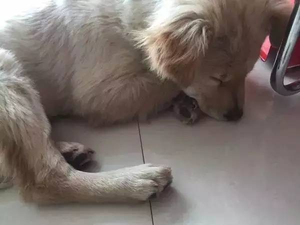 怕了24年的狗狗,却遇见了改变她一生的狗狗